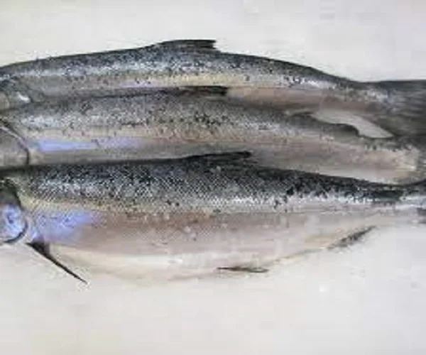 Frozen Whole Round Atlantic Salmon From Norway For Sale