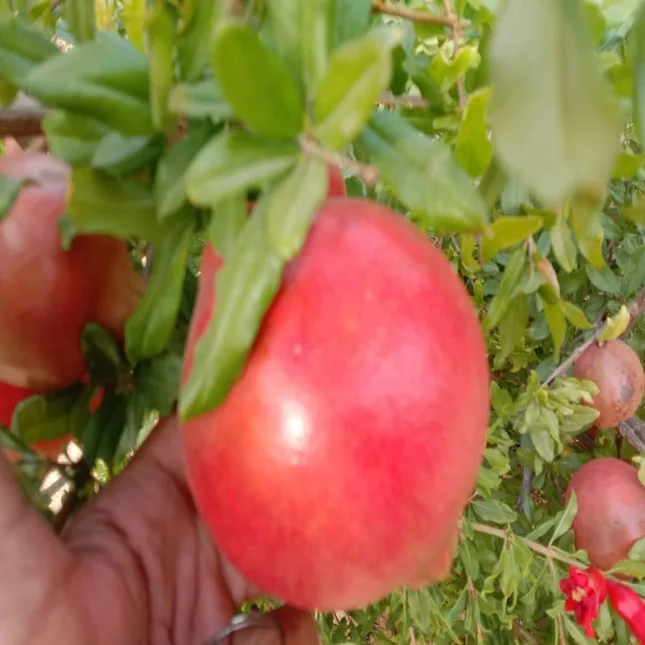  Свежий индийский гранат на ферме-наш акцент фруктах и очистке