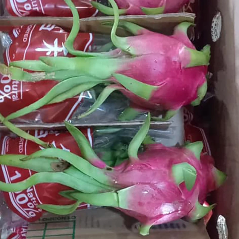 Фрукт красного дракона, красная плоть/Высокое качество для экспорта на рынок ЕС/США из Вьетнама (порт хошиминь)