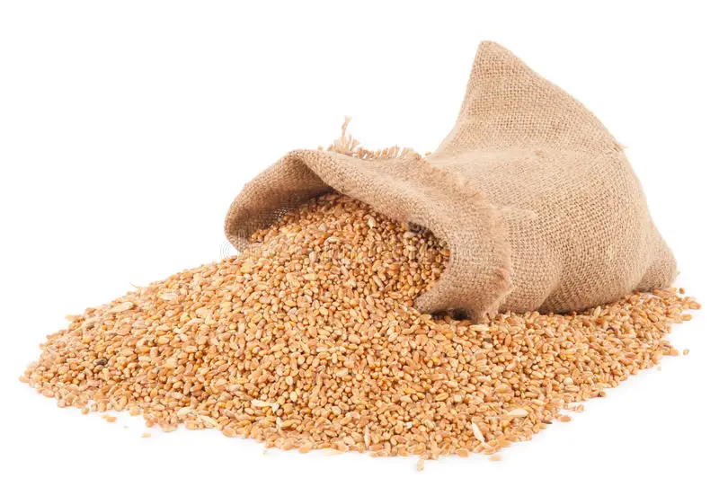 Зерна пшеницы без ГМО