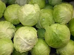 
Good cabbage price frozen Turkey round cabbage 