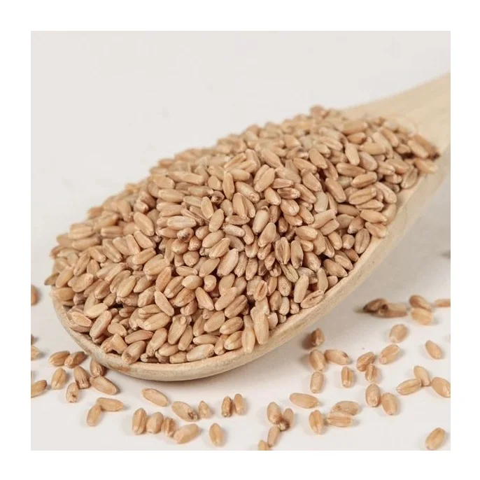 Top Quality Wholesale Price Of Organic Wheat Grains