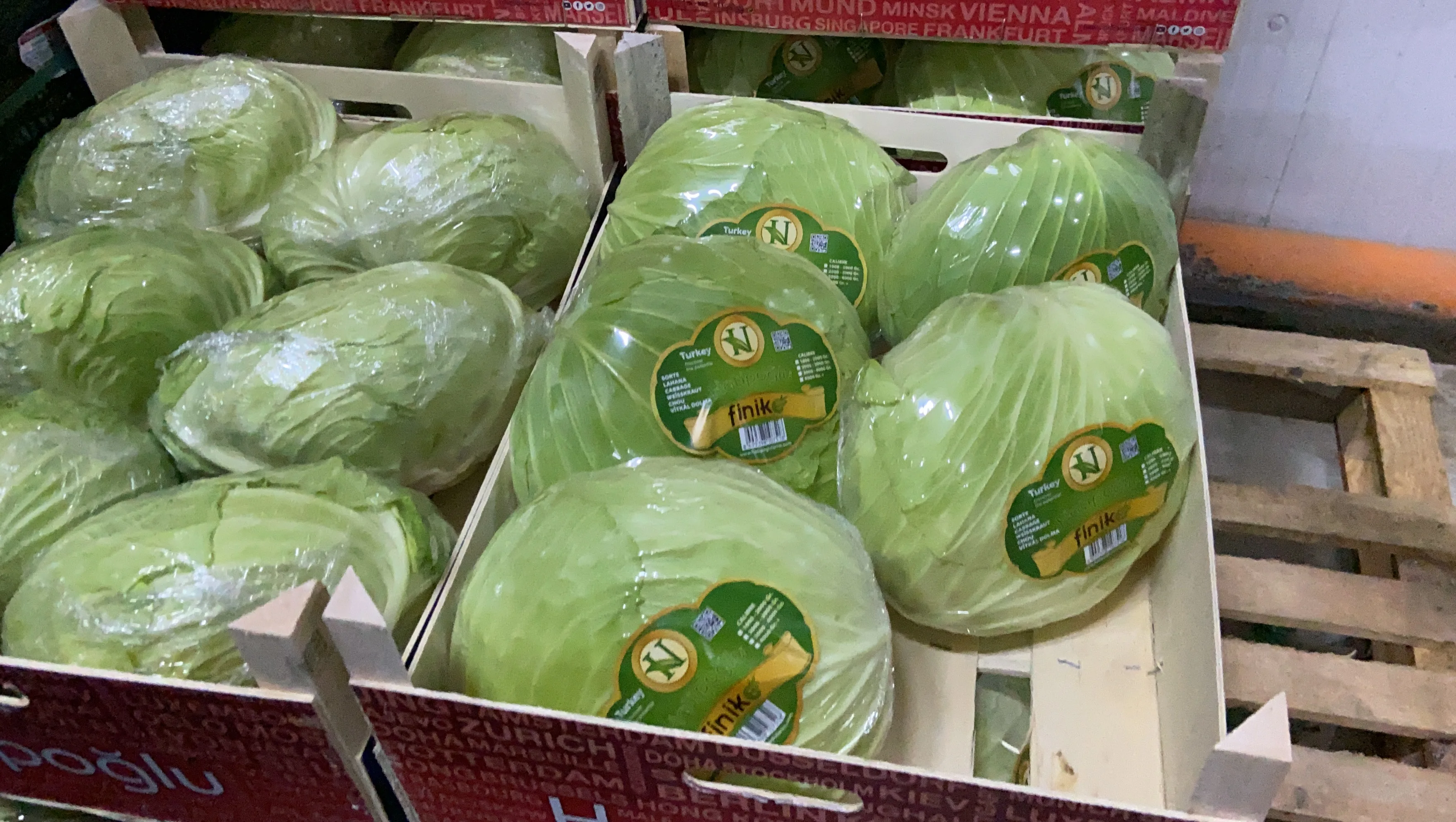 Fresh Cabbage from TURKEY in Cardboard Packs  Best Price Cabbage