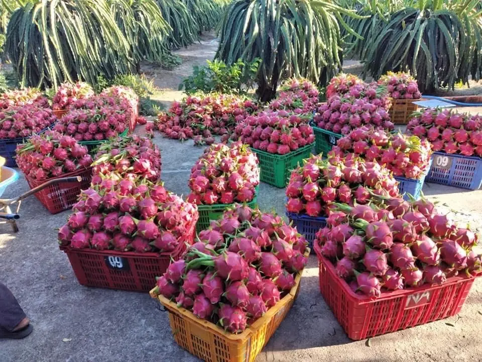Fresh Dragon fruit from Vietnam