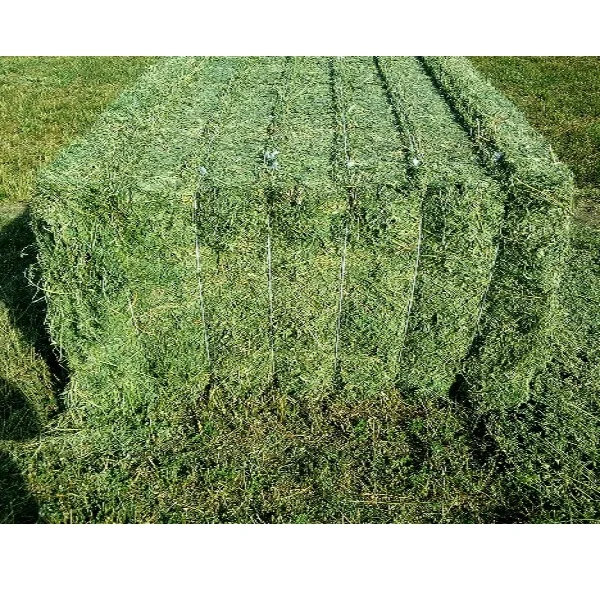 
Alfalfa Hay For Animal Feeding At Wholesales Prices 