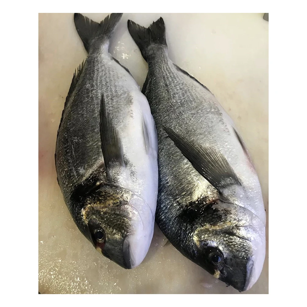Best Price Fresh & Frozen Sea Bream Fish for sale