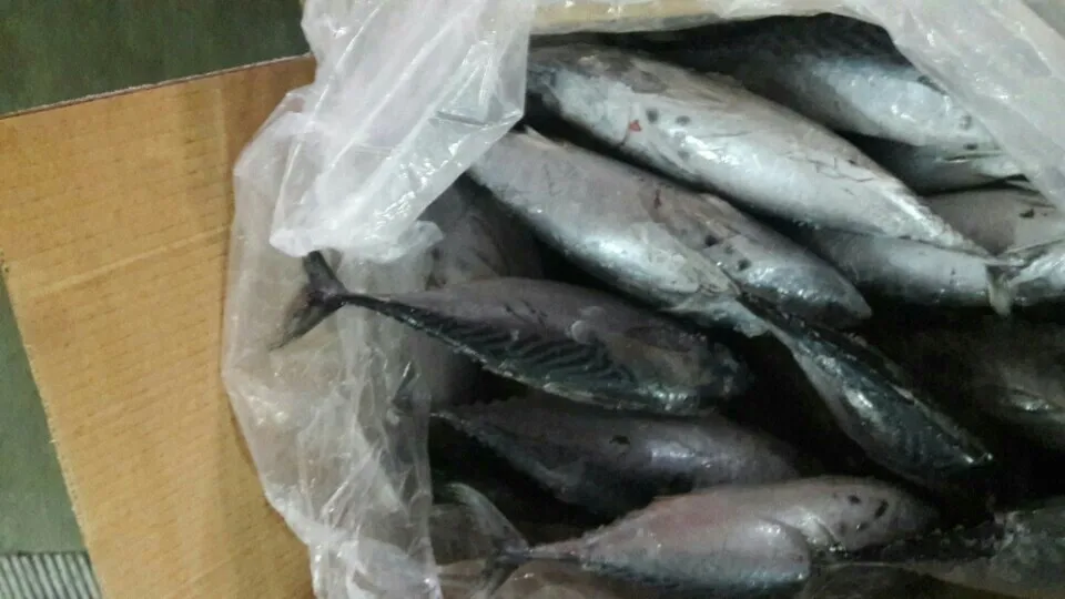 Frozen Bonito Tuna Fish Whole Round From Vietnam Cheap Price- Whatsapp 0084 989 322 607