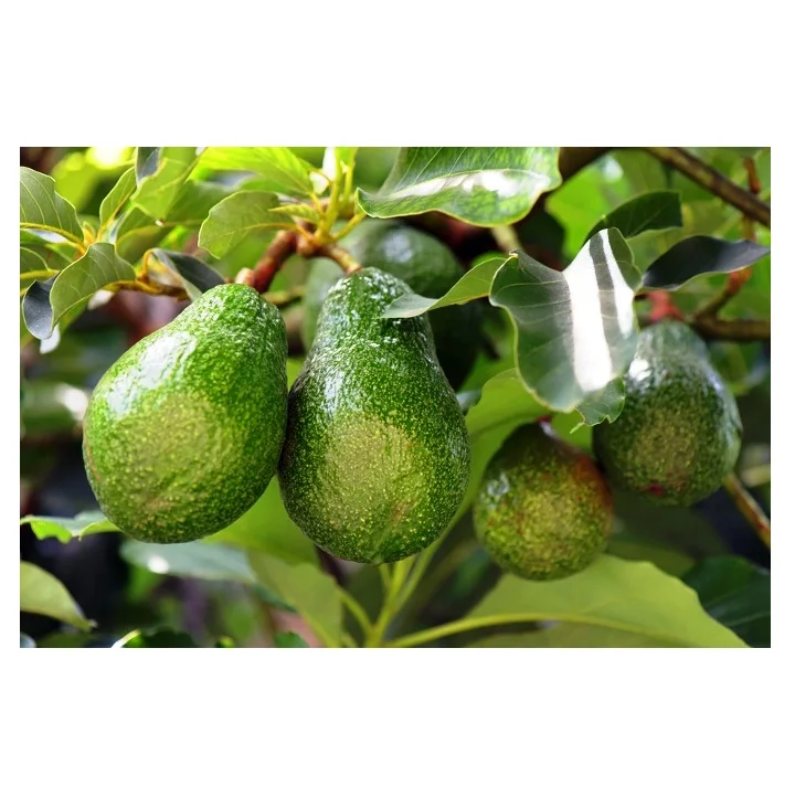 
Wholesale Best Price Supplier of Fresh Avocados with Fast Delivery 