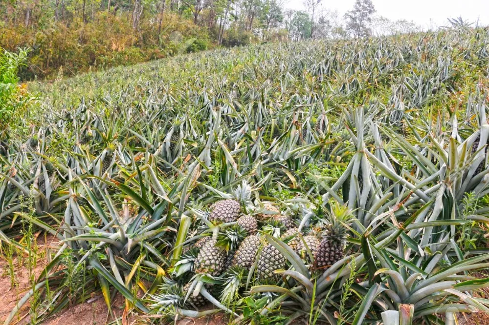Саженцы ананаса по низкой цене