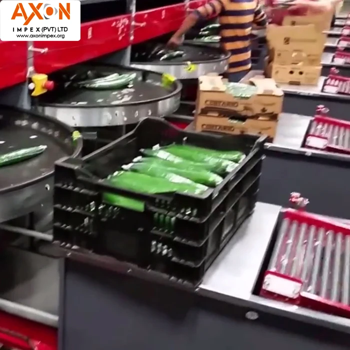 
Hot Selling Best Price Fresh Cucumber for Wholesales/Seasonal cucumber/ Long cucumber 