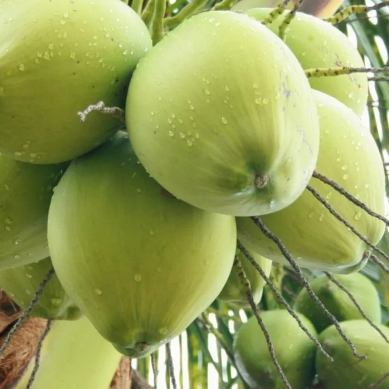 FRESH XIEM COCONUT FROM VIETNAM ( +84383234316)