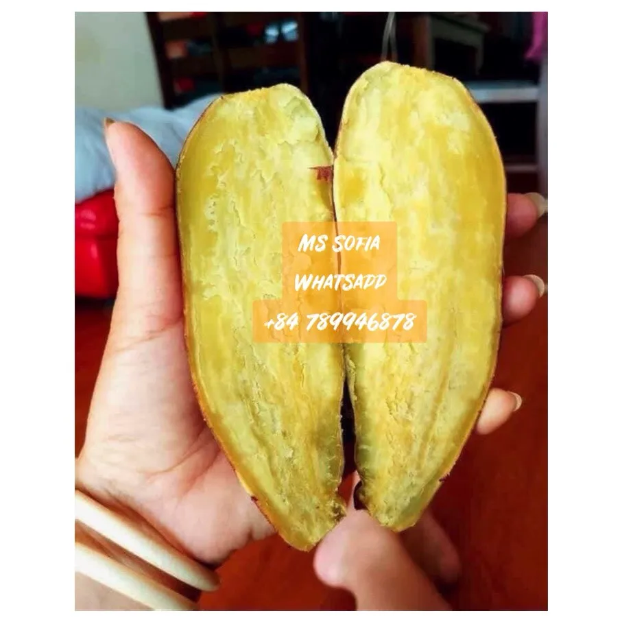  Лидер продаж экспорт японского сладкого картофеля из Вьетнама оптовая продажа всего 1 доллар США/Ms Sofia + 84 789946878