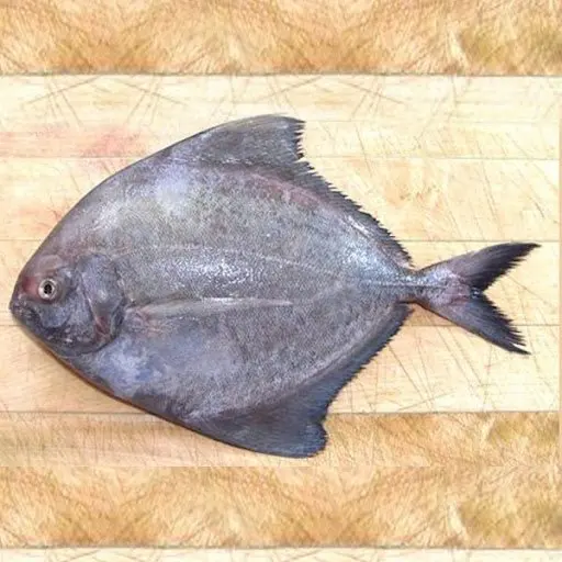 Frozen Blackpomfret Fish export from Vietnam with best price(ThaiLien company, Ms Fiona +84908794118)