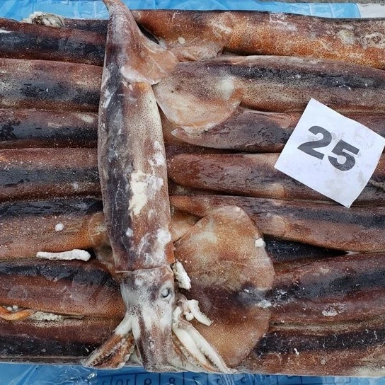 TOP SALE GUARANTEED QUALITY WHOLESALE PRICE FROZEN ILLEX SQUID SEAFROZEN-JIGGER
