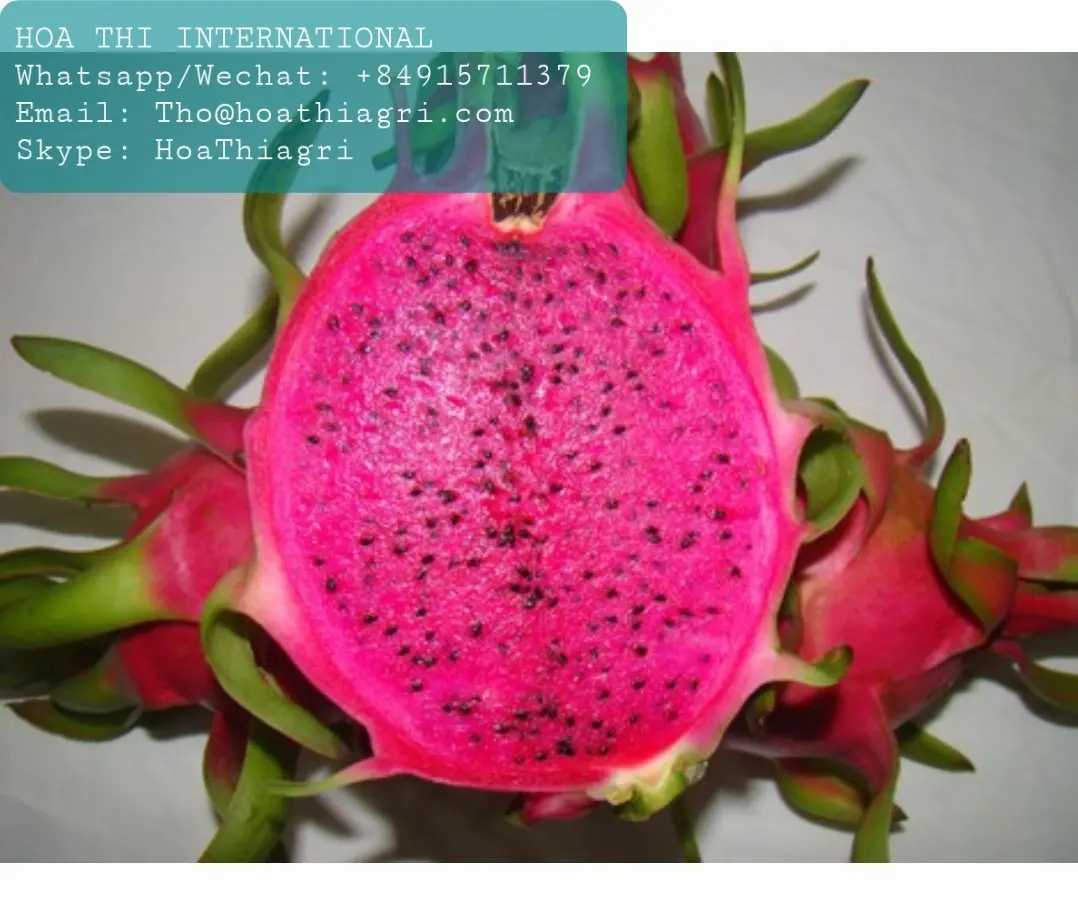 High Quality and Best Price Red Flesh 350-600gram Vietnam US, EU, ASIA Market Sweet Taste Fresh Dragon Fruit