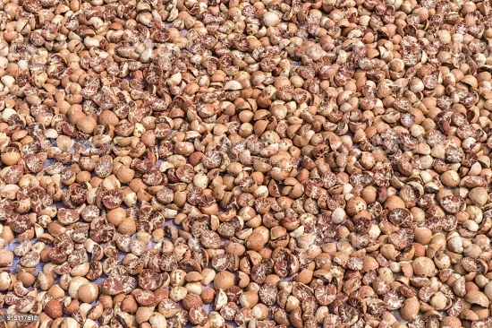 Export Quality Areca Broken Split Betel Nut At Wholesale price