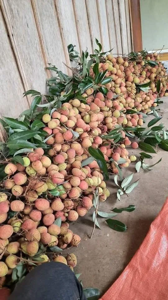 Organic Best Quality Super Sweet Flavor Fresh Lychee 100% Maturity Big Size From Vietnam Farm
