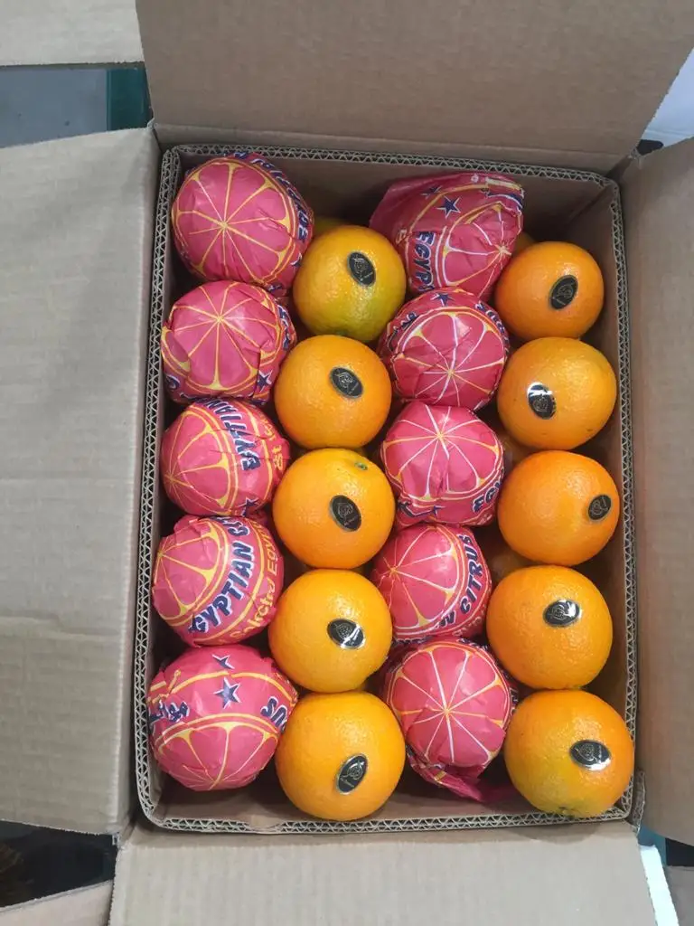 Premium quality Egyptian fresh Healthy Natural Baladi Orange 15 kg Carton box  for juices