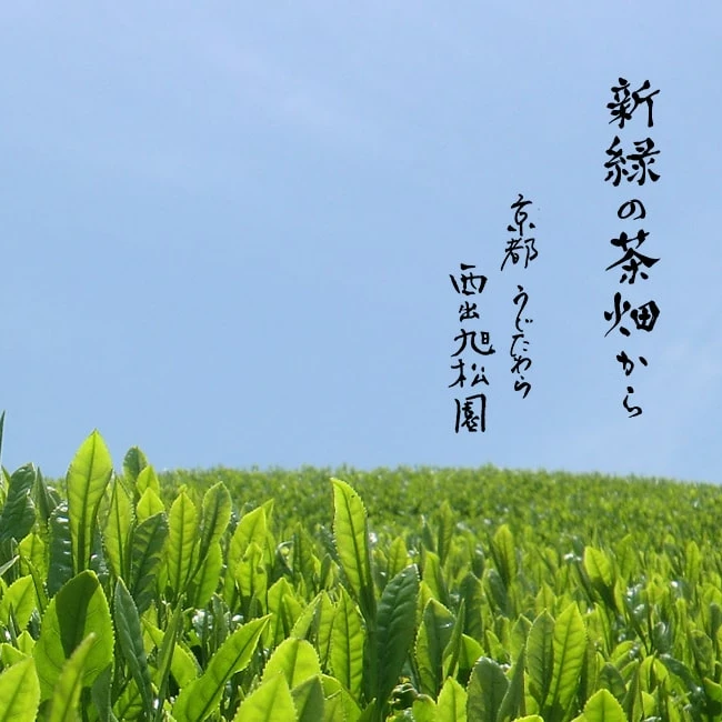 Sencha Green Tea Powder Tea Bag Kyoto Japanese Wholesale