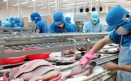 ATL GLOBAL-маринованный пангасиус (сладкий чили) с высоким качеством из Вьетнама (Whatsapp: + 84975262928 Хелен)