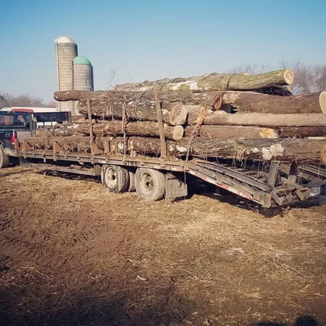 
Timber Logs Wood Teak Wood Oak Wood Logs 