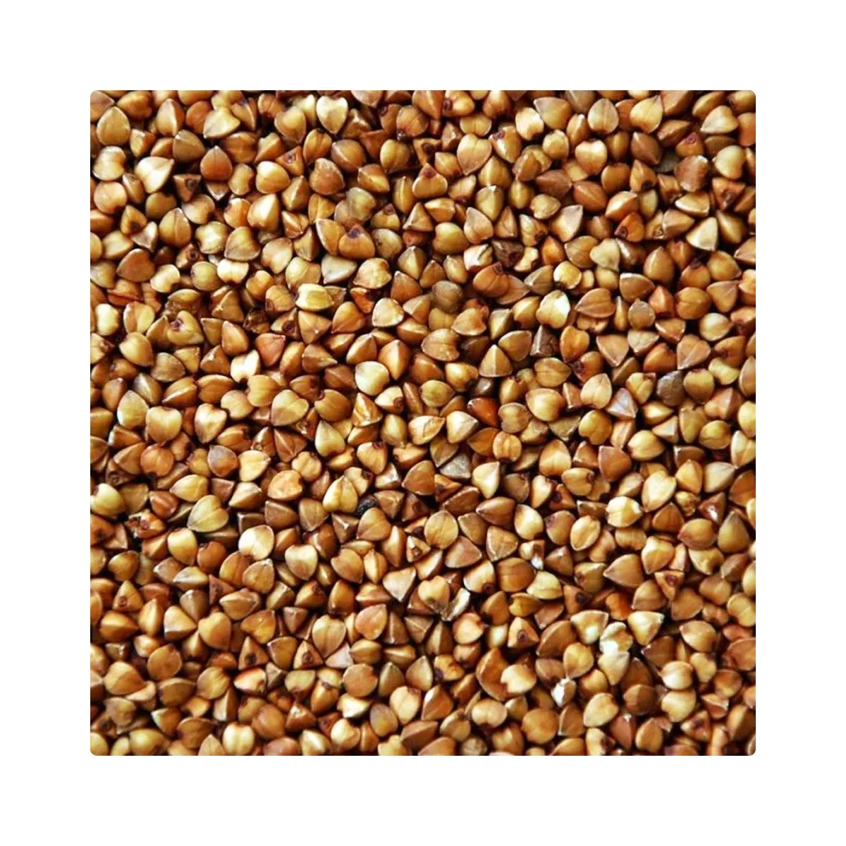 Свежие органические гречихи без ГМО оптом