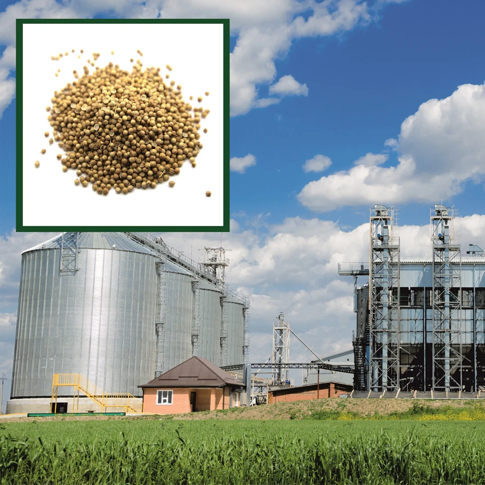 Hiqh quality pure coriander seeds wholesale prices, in stock