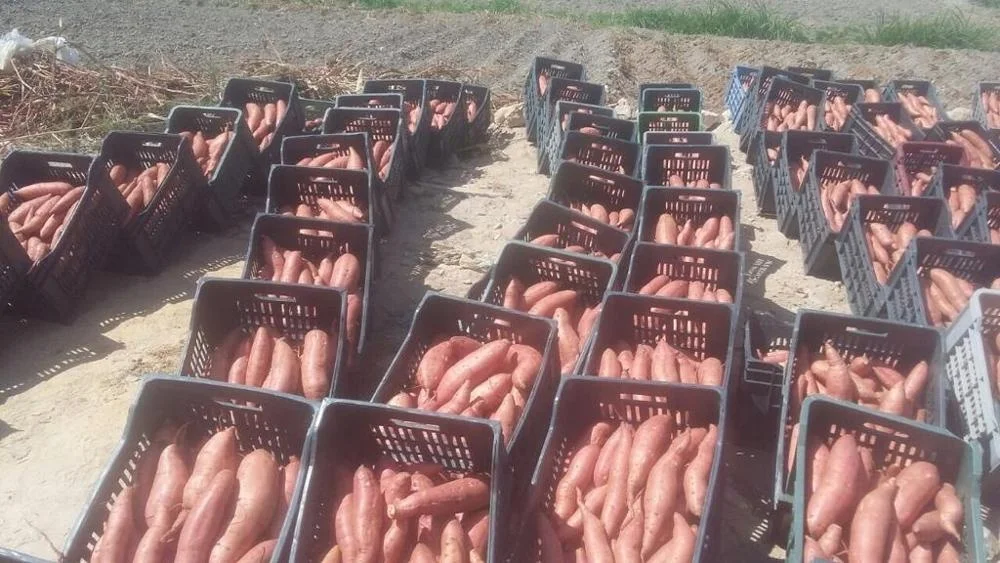 
High Quality EGYPTIAN Fresh Purple Sweet Potato 