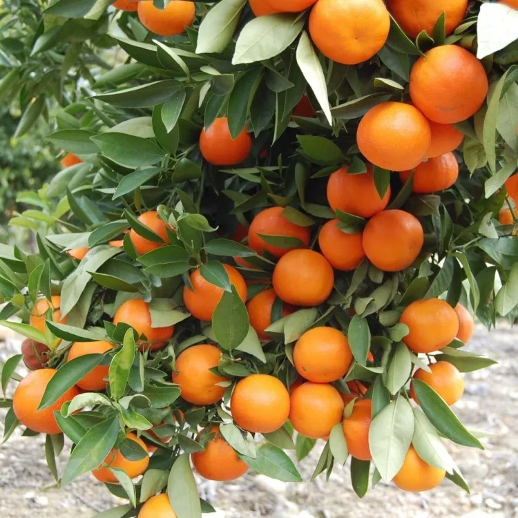 PREMIUM QUALITY NATURAL CLEMENTINE FREMONT SATSUMA PRIMASOL NOVA SWEET FRESH TANGERINE MANDARIN EXPORT FROM TURKEY