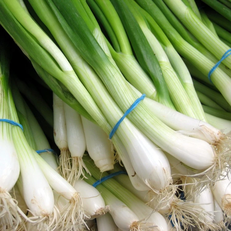 
High Quality Fresh Scallions 