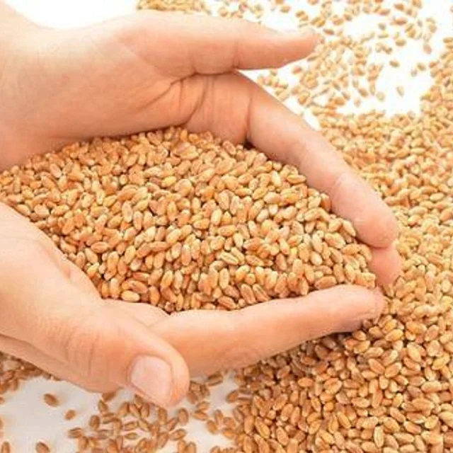 
Natural High Quality Wheat Grain from Ukraine for Cheap Price 