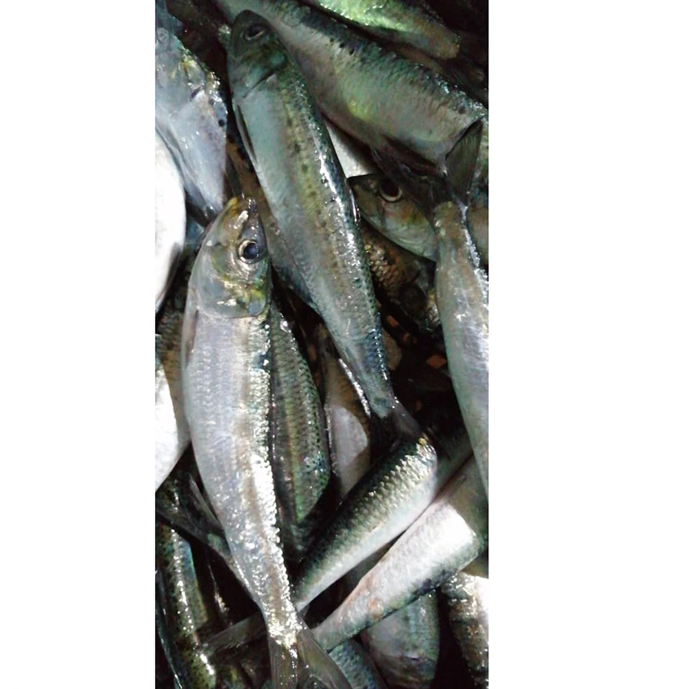 Сардины рыба сардины 425 г консервированные консервированная скумбрия поставщик консервированных тунцов