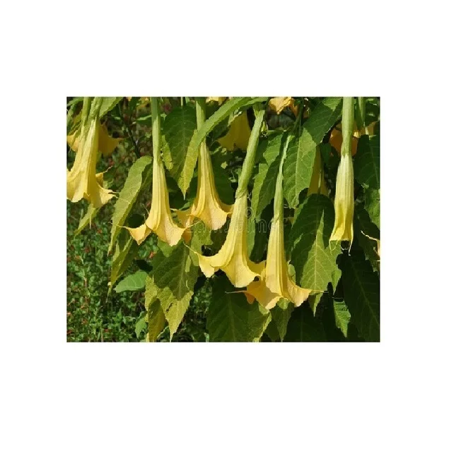 
High germination amaryllis suaveolens yelluw flower seed hybrid for export from India suaveolens yelluw 