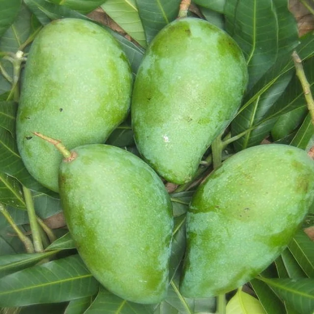 
High quality fruit mango importers at good price for sale 