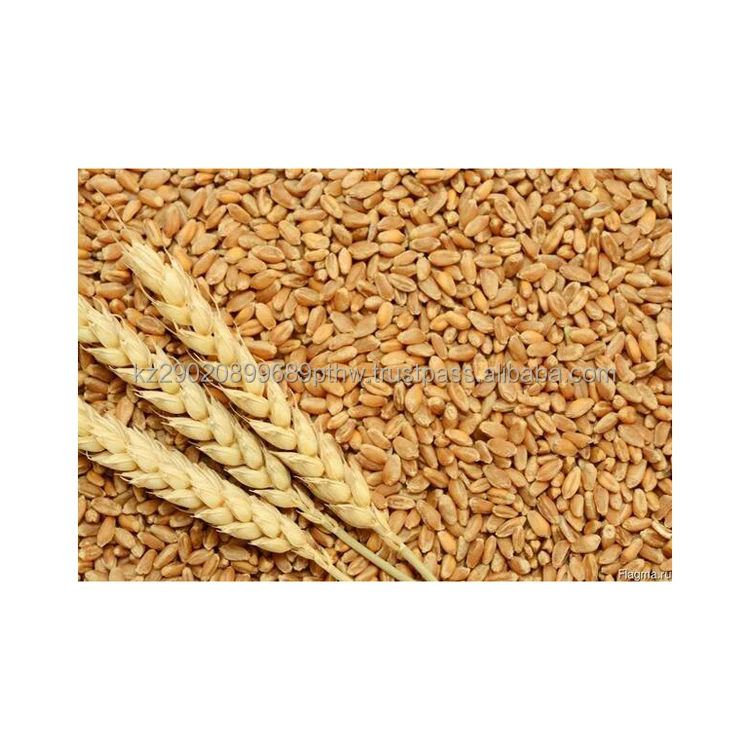 Wholesale soft wheat cereal crop a large amount of vitamins and minerals rich in pectin and dietary fiber grain