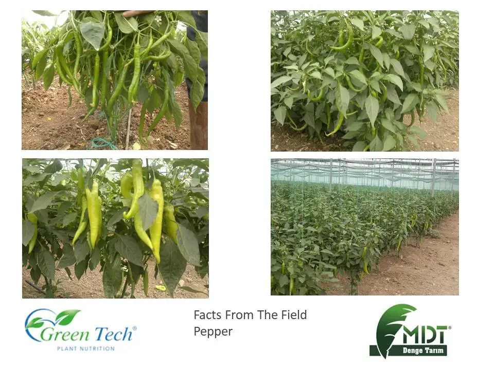 Green Tech AlgaCell - Liquid Biologic Fertilizer - Liquid Fertilizer -ACT ( Active Cell technology)