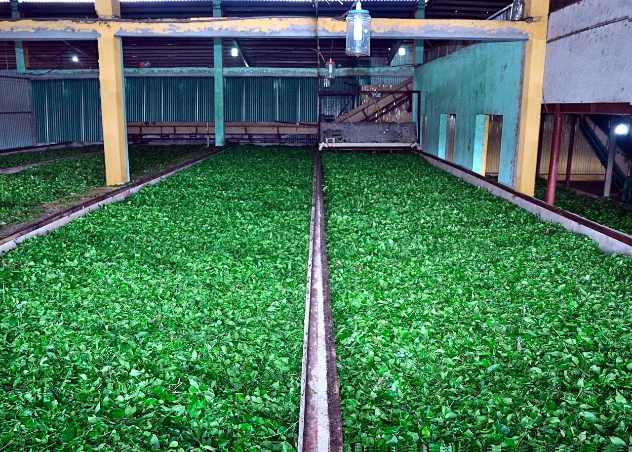 Top quality tea from Vietnam customized box or bag design GREEN TEA PEKOE COLOUR