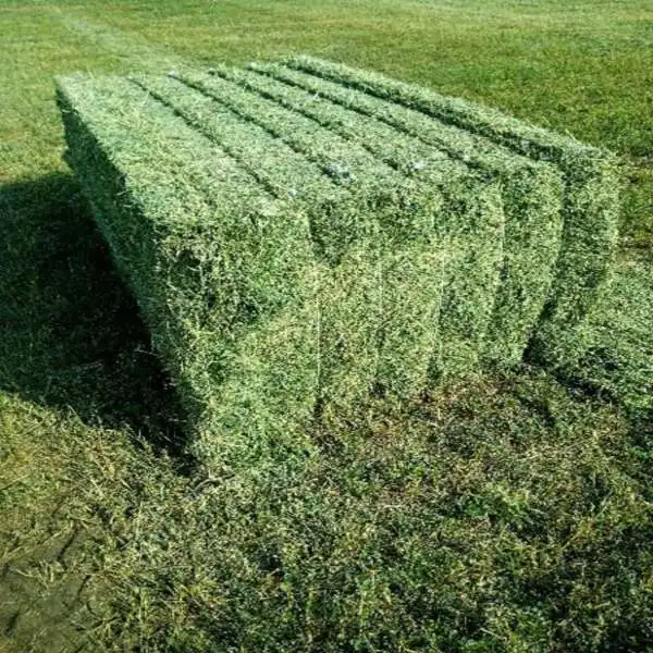 Good Quality American Alfalfa Lucern Hay for Cow Cattle Horse Pets Dairy Farm Sheep 1kg Sample
