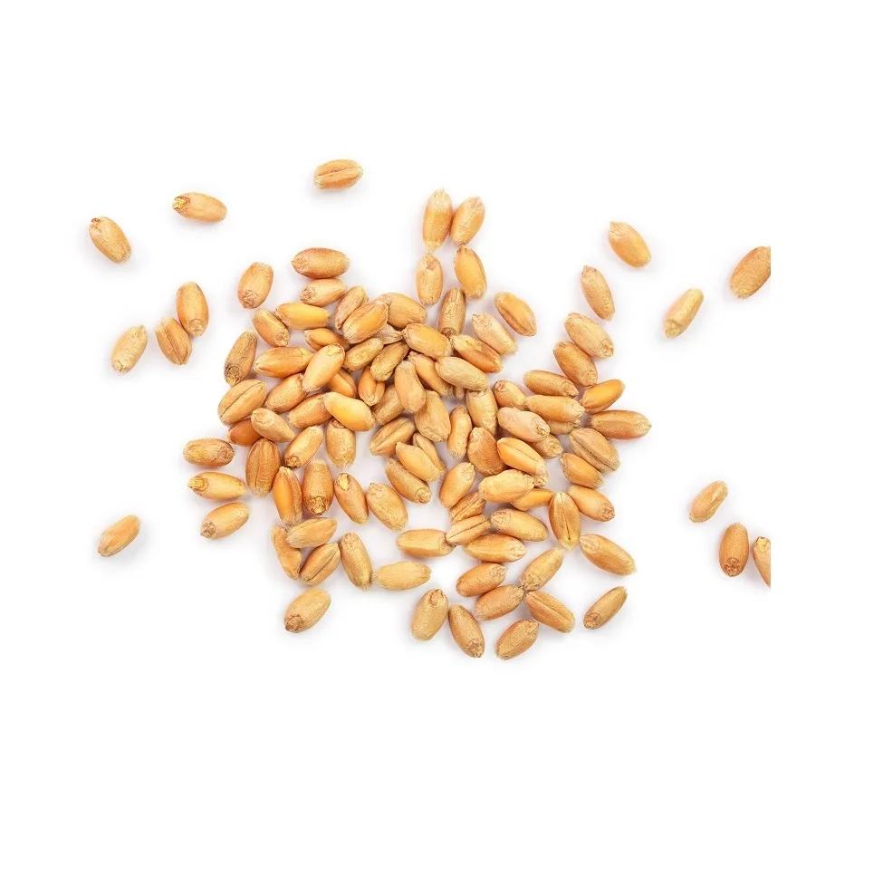 Экспортер и производитель зерна органической пшеницы по доступной цене