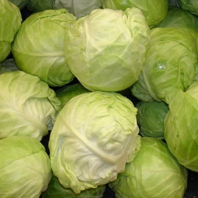Fresh Organic Cabbage From Viet Nam- WHATSAPP TERESA +84971482716