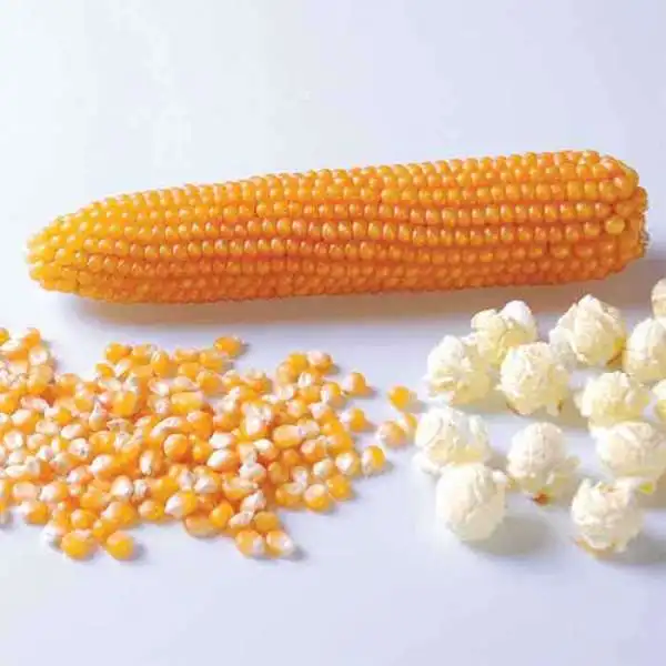 Yellow Maize / Yellow Corn for Sale / Dried Yellow Corn For Expor