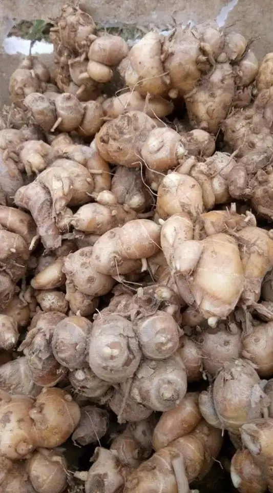 Kencur / Kaempferia galanga/ Sand Ginger/ Cutcherry/ Fesurrection Lily
