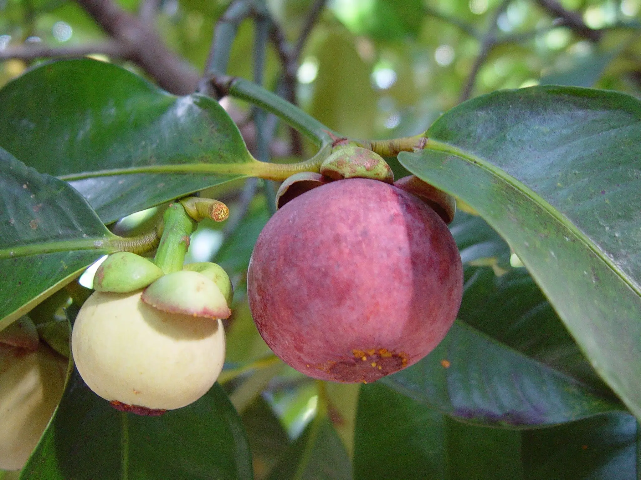 [Лидер продаж] свежий мангостин с белой сочной целлюлозой-Ms KiO HYUNH + 84 34 375 8904