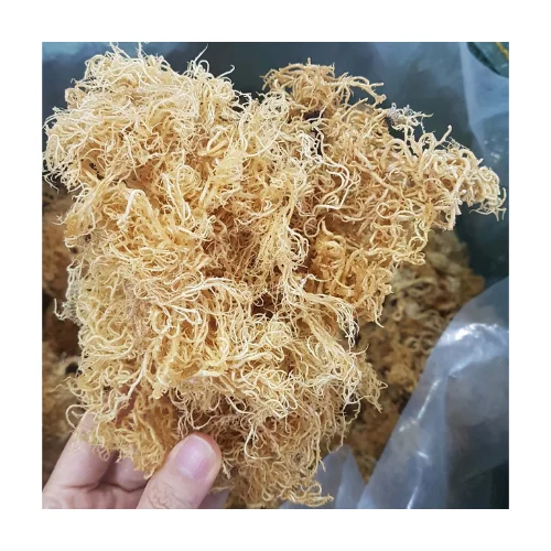 High Quality Irish Moss / White Sea Moss / Kappaphycus alvarezii For Vegan Food Organic From Vietnam