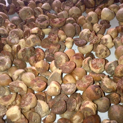 BETEL NUT/ARECA NUT FROM INDONESIA IS GOOD PRICE AND QUALITY