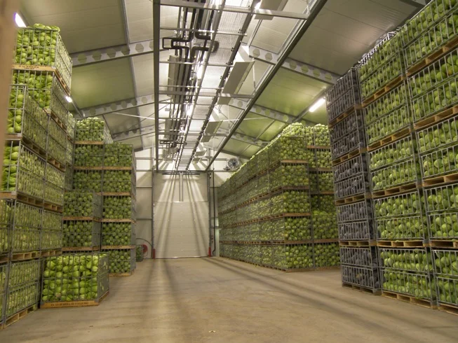 Fresh Cabbages3.jpg