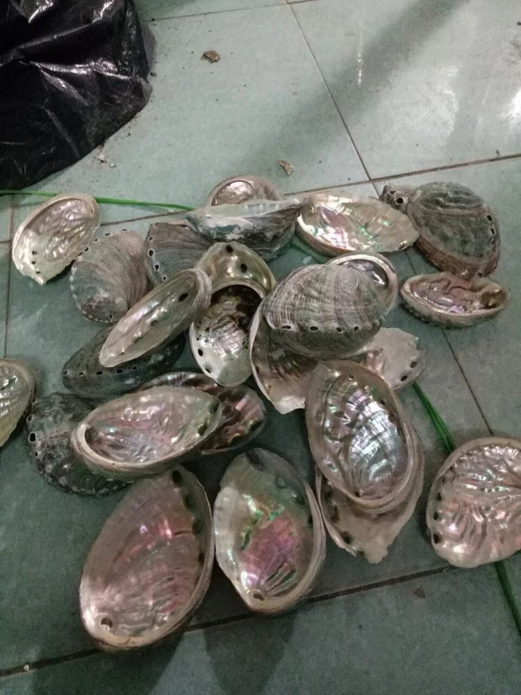 
beautiful crab shell/clean and polished crab shell/ seashell ( 0084587176063 whatsap Sandy) 