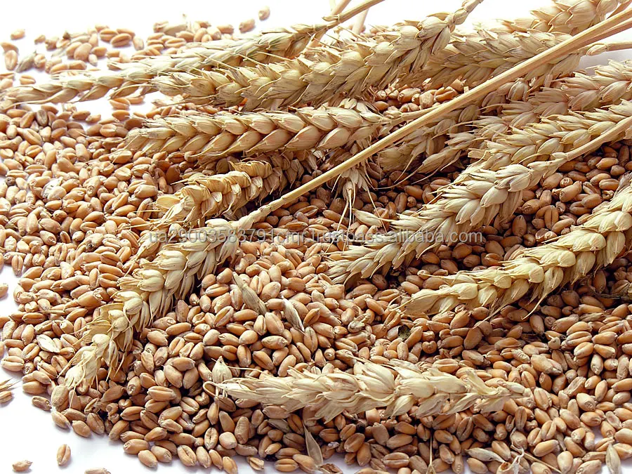 Heads-wheat-grains