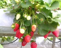 GALUKU HYDRO CS GROW BAG