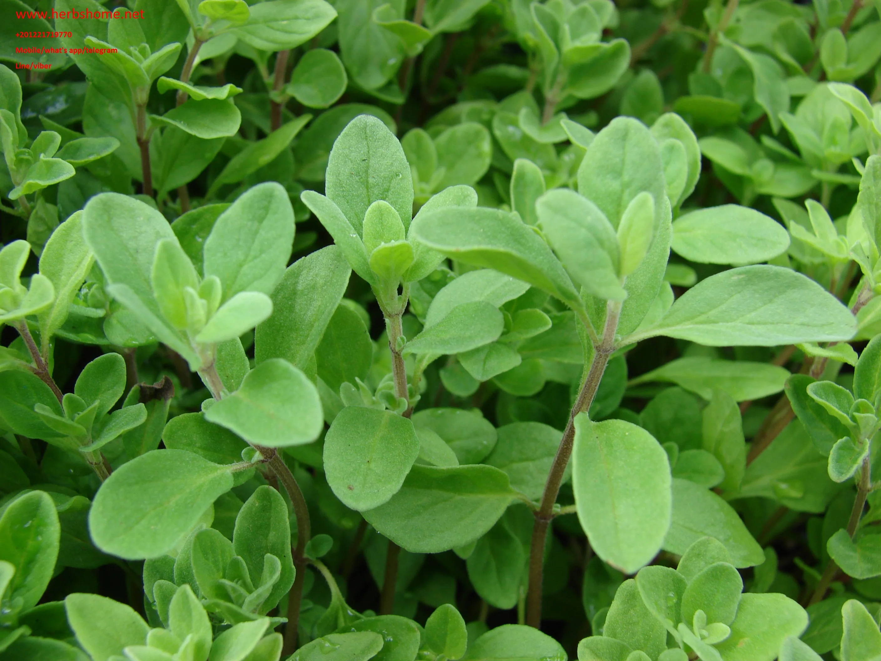 Egyptian  Marjoram organic - high QUALITY, BEST PRICES